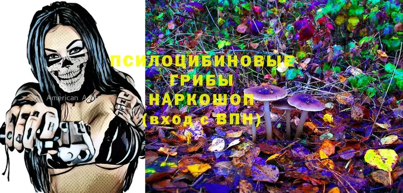 Галлюциногенные грибы Psilocybe  OMG сайт  Богданович 